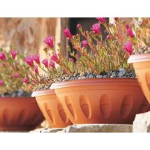 Γλάστρα Μπωλ Βαρέως Τύπου με Πιάτο Ø20x12x8cm 1.6lt Πλαστική Κεραμιδί 0.09 Kg ALBA BAMA Ιταλίας