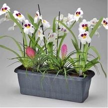 BAMA ITALY Ζαρντινιέρα Αυτοποτιζόμενη Πλαστική Ψάθα Ραφ