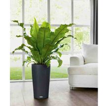 LECHUZA CILINDRO 32 Επιδαπέδια Γλάστρα Ø32x56cm Αυτοποτιζόμενη με Δοχείο Φύτευσης Ανθρακί Γερμανίας