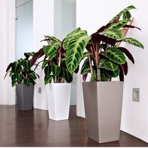 LECHUZA Cubico Color 40 Επιδαπέδια Γλάστρα 39.5x39.5x75.5cm Αυτοποτιζόμενη με Δοχείο Φύτευσης Ανθρακί Ματ Γερμανίας