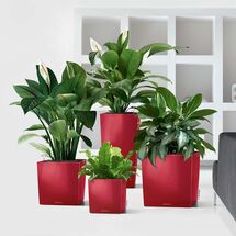 LECHUZA Cube Premium 40 Επιδαπέδια Γλάστρα 39x39x40cm Αυτοποτιζόμενη με Δοχείο Φύτευσης Μπορντό Γυαλιστερή Γερμάνιας