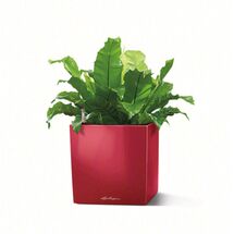 LECHUZA Cube Premium 40 Επιδαπέδια Γλάστρα 39x39x40cm Αυτοποτιζόμενη με Δοχείο Φύτευσης Μπορντό Γυαλιστερή Γερμάνιας