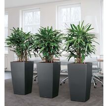 LECHUZA CUBICO 50 Premium Επιδαπέδια Γλάστρα 50x50x94cm Αυτοποτιζόμενη με Δοχείο Φύτευσης Ανθρακί Γυαλιστερή Γερμανίας