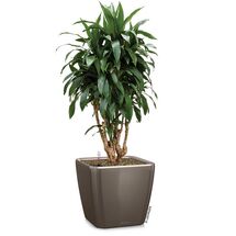 LECHUZA QUADRO 21 LS Premium Επιτραπέζια Γλάστρα 22.5x22.5x20.5cm ΑΥΤΟΠΟΤΙΖΟΜΕΝΗ με Δοχείο Φύτευσης Γκρι-καφέ Γυαλιστερή Γερμανίας