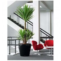 LECHUZA Classico 50 LS Premium Επιδαπέδια Γλάστρα Ø49.5x46.5cm Αυτοποτιζόμενη με Δοχείο Φύτευσης Μαύρη Γυαλιστερή Γερμανίας