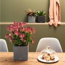 LECHUZA Canto Stone Low 14 Επιτραπέζια Γλάστρα 14x14x13.5cm Αυτοποτιζόμενη με Δοχείο GRAPHITE BLACK Γερμανίας