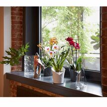 LECHUZA ORCHIDEA Επιτραπέζια Γλάστρα Ø18x20cm Αυτοποτιζόμενη Slate Matt Γερμανίας