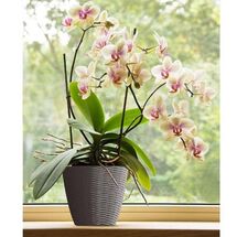 Κασπώ Στρογγυλό Πλαστικό με Σχέδιο Ψάθα Ø19x18cm Ραφ BAMA Ιταλίας