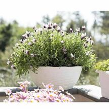 BAMA ITALY Γλάστρα Ψάθα Χαμηλή με Πιάτο Ø21x8.5cm Πλαστική Λευκή PAGLIA