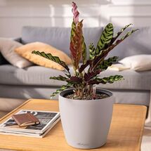 LECHUZA Classico Color LS 35 Επιτραπέζια Γλάστρα Ø35x32cm Αυτοποτιζόμενη με Δοχείο Φύτευσης Sand Brown Ματ Γερμανίας