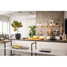 LECHUZA Cachepot Deco 14 Επιτραπέζια Γλάστρα Ø15x14cm Ανθρακί Γερμανίας