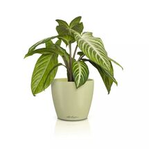 LECHUZA Cachepot Deco 10 Επιτραπέζια Γλάστρα Ø11x10cm Linden Γερμανίας