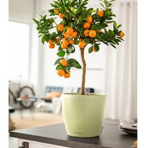 LECHUZA Cachepot Deco 28 Επιτραπέζια Γλάστρα Ø28x26cm Linden Γερμανίας