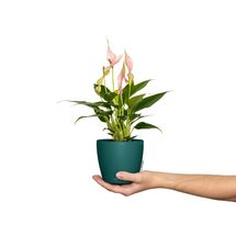 LECHUZA Cachepot Deco 12 Επιτραπέζια Γλάστρα Ø13x12cm Pine Γερμανίας