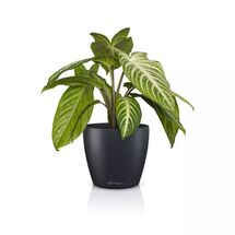 LECHUZA Cachepot Deco 10 Επιτραπέζια Γλάστρα Ø11x10cm Ανθρακί Γερμανίας