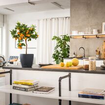 LECHUZA Cachepot Deco 12 Επιτραπέζια Γλάστρα Ø13x12cm Ανθρακί Γερμανίας