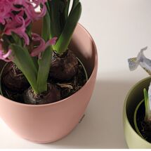 LECHUZA Cachepot Deco 21 Επιτραπέζια Γλάστρα Ø22x21cm Magnolia Γερμανίας