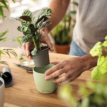 LECHUZA Cachepot Deco 10 Επιτραπέζια Γλάστρα Ø11x10cm Linden Γερμανίας