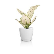 LECHUZA Cachepot Deco 14 Επιτραπέζια Γλάστρα Ø15x14cm Λευκή Γερμανίας