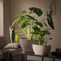 LECHUZA Navio Color 20 Επιτραπέζια Γλάστρα 39x19x18cm Αυτοποτιζόμενη με Δοχείο Φύτευσης Nutmeg Γερμανίας