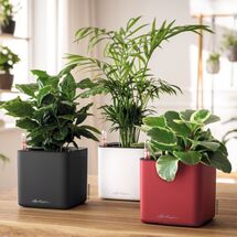 LECHUZA CUBE Premium 14 Επιτραπέζια Γλάστρα 14x14x14cm Αυτοποτιζόμενη με Εσωτερικό Δοχείο Scarlet Red Ματ Γερμανίας