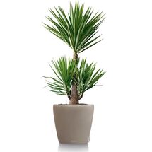 LECHUZA Classico 50 Επιδαπέδια Γλάστρα Ø50x46cm Αυτοποτιζόμενη Sand Brown Γερμανίας