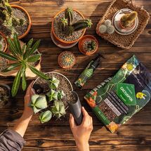 LECHUZA CACTUSPON Υπόστρωμα Φύτευσης 6lt για Κάκτους και Παχύφυτα για Γλάστρες Lechuza
