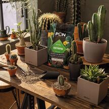 LECHUZA CACTUSPON Υπόστρωμα Φύτευσης 6lt για Κάκτους και Παχύφυτα για Γλάστρες Lechuza