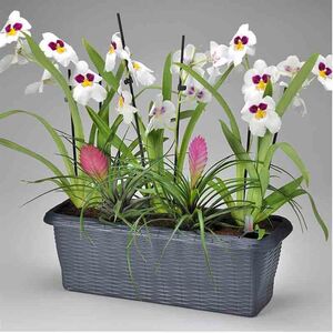 BAMA ITALY Ζαρντινιέρα Αυτοποτιζόμενη Πλαστική Ψάθα Ραφ