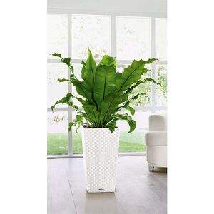 LECHUZA Cubico Cottage 30 Επιδαπέδια Γλάστρα 29.5x29.5x56.5cm Αυτοποτιζόμενη με Δοχείο Φύτευσης Λευκή Γερμανίας