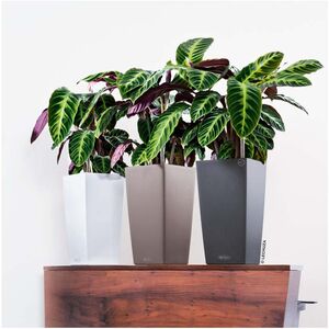 LECHUZA Cubico Color 22 Επιδαπέδια Γλάστρα 22x22x41cm Αυτοποτιζόμενη με Δοχείο Φύτευσης Καρυδί Γερμανίας