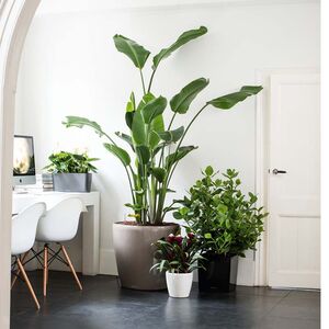 LECHUZA Cube Premium 30 Επιδαπέδια Γλάστρα 29.5x29.5x30cm Αυτοποτιζόμενη με Δοχείο Φύτευσης Μαύρο Γερμάνιας