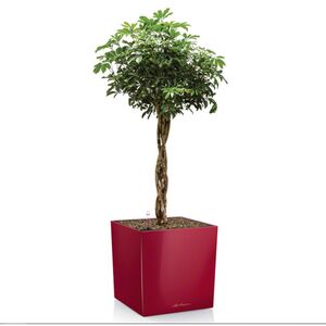 LECHUZA Cube Premium 50 Επιδαπέδια Γλάστρα 49x49x49.5cm Αυτοποτιζόμενη με Δοχείο Φύτευσης Μπορντό Γυαλιστερή Γερμάνιας