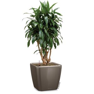 LECHUZA QUADRO 35 LS Επιδαπέδια Γλάστρα 35.5x35.5x32.5cm ΑΥΤΟΠΟΤΙΖΟΜΕΝΗ με Δοχείο Φύτευσης Γκρι-Καφέ Γερμανίας