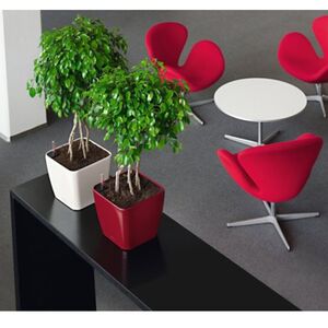 LECHUZA QUADRO 21 LS Επιτραπέζια Γλάστρα 22.5x22.5x20.5cm ΑΥΤΟΠΟΤΙΖΟΜΕΝΗ με Δοχείο Φύτευσης Μπορντό Γερμανίας