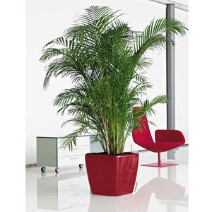 LECHUZA QUADRO 43 LS Premium Επιδαπέδια Γλάστρα 43x43x39cm ΑΥΤΟΠΟΤΙΖΟΜΕΝΗ με Δοχείο Φύτευσης Μπορντό Γυαλιστερή Γερμανίας