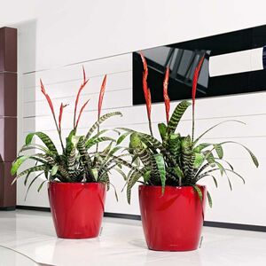 LECHUZA Classico 28 LS Premium Επιτραπέζια Γλάστρα Ø28.5x26cm Αυτοποτιζόμενη με Δοχείο Φύτευσης Μπορντό Γυαλιστερή Γερμανίας