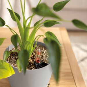 LECHUZA Classico Color 14 Επιτραπέζια Γλάστρα Ø15x14cm Αυτοποτιζόμενη Sand Brown Γερμανίας