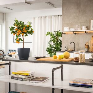 LECHUZA Cachepot Deco 28 Επιτραπέζια Γλάστρα Ø28x26cm Λευκή Γερμανίας