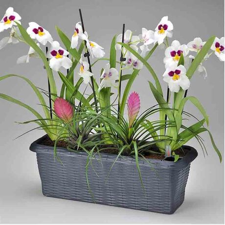 BAMA ITALY Ζαρντινιέρα Αυτοποτιζόμενη Πλαστική Ψάθα Ραφ