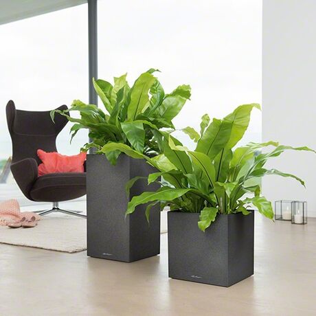 LECHUZA Canto Color Κύβος 30 Επιδαπέδια Γλάστρα 30x30x30cm Αυτοποτιζόμενη με Δοχείο ΜΑΥΡΟ του ΓΡΑΦΙΤΗ όψη ΦΥΣΙΚΗ ΠΕΤΡΑ Γερμανίας