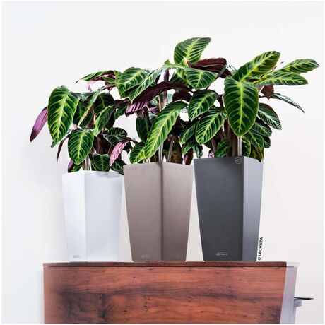 LECHUZA Cubico Color 40 Επιδαπέδια Γλάστρα 39.5x39.5x75.5cm Αυτοποτιζόμενη με Δοχείο Φύτευσης Ανθρακί Ματ Γερμανίας