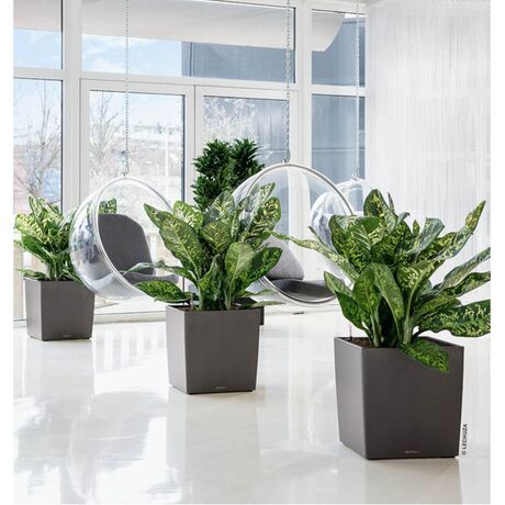 LECHUZA Cube Premium 30 Επιδαπέδια Γλάστρα 29.5x29.5x30cm Αυτοποτιζόμενη με Δοχείο Φύτευσης Ανθρακί Γυαλιστερή Γερμάνιας