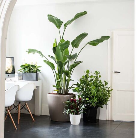 LECHUZA Cube Premium 50 Επιδαπέδια Γλάστρα 49x49x49.5cm Αυτοποτιζόμενη με Δοχείο Φύτευσης Μαύρη Γυαλιστερή Γερμάνιας