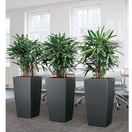 LECHUZA CUBICO 50 Premium Επιδαπέδια Γλάστρα 50x50x94cm Αυτοποτιζόμενη με Δοχείο Φύτευσης Ανθρακί Γυαλιστερή Γερμανίας