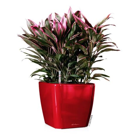 LECHUZA QUADRO 35 LS Premium Επιτραπέζια Γλάστρα 35.5x35.5x32.5cm ΑΥΤΟΠΟΤΙΖΟΜΕΝΗ με Δοχείο Φύτευσης Μπορντό Γυαλιστερή Γερμανίας