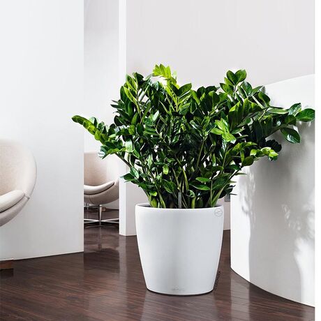 LECHUZA Classico 43 LS Premium Επιδαπέδια Γλάστρα Ø43.5x39.5cm Αυτοποτιζόμενη με Δοχείο Φύτευσης Λευκή Γυαλιστερή Γερμανίας