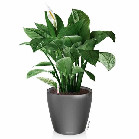 LECHUZA Classico 60 Premium Ø60x55.5cm Απλή Γλάστρα Χωρίς Σύστημα Αυτόματου ποτίσματος Ανθρακί Γυαλιστερή Γερμανίας