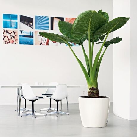 LECHUZA Classico 70 Premium Επιδαπέδια Γλάστρα Ø70x64.5cm Αυτοποτιζόμενη Λευκή (High Gloss) Γερμανίας