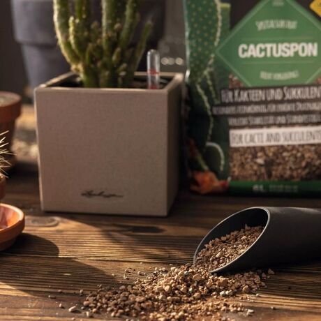 LECHUZA CACTUSPON Υπόστρωμα Φύτευσης 3lt για Κάκτους και Παχύφυτα για Γλάστρες Lechuza